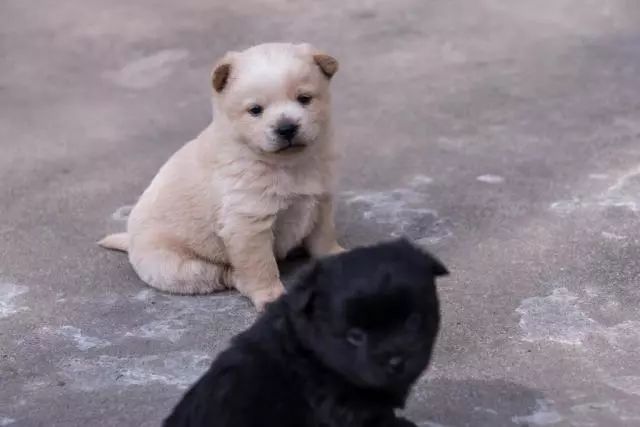 家有一群小精灵,有一群小精灵