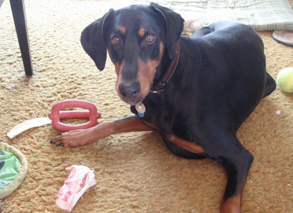 犬类品种大全杜宾犬,犬种百科之安纳托利亚牧羊犬