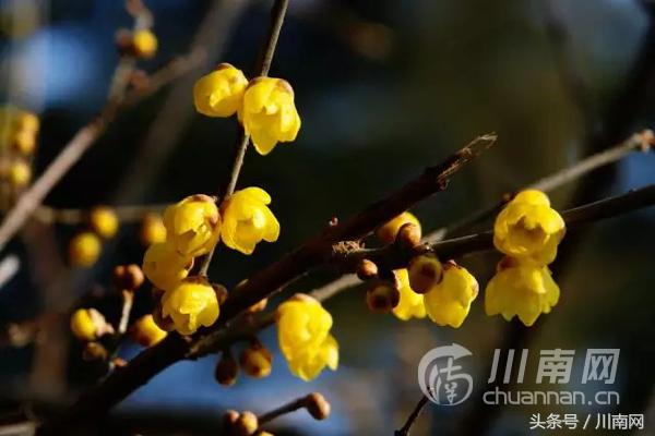 泸州看腊梅,又是一年赏梅季泸州梅花哪里赏