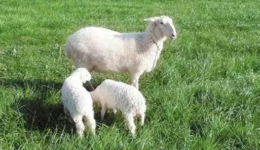 除去羊肉膻味的方法,去除羊肉膻味最好办法