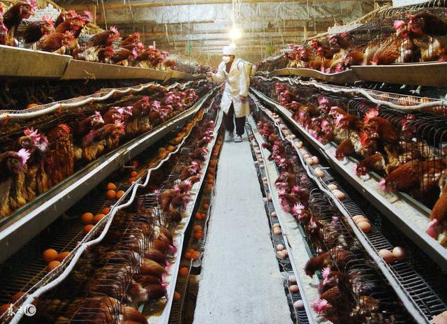 养鸡巧用生石灰解决鸡场大问题,生石灰鸡场消毒的技术要点