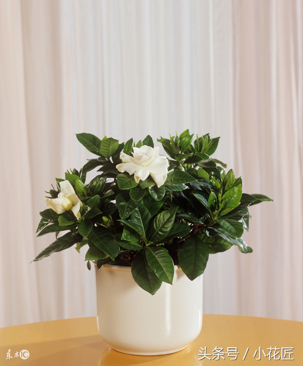 新买栀子花，黄叶、落叶的几种原因，及解决办法