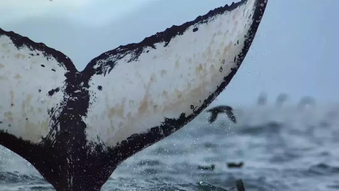 必看bbc10部地理纪录片,bbc十部顶级纪录片