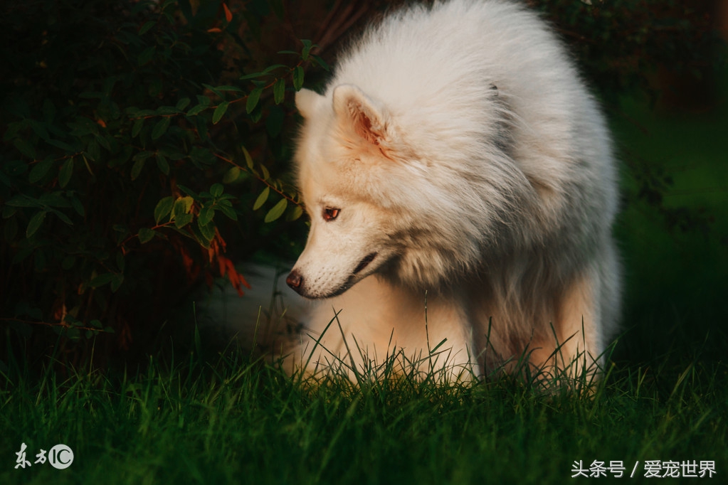 萨摩耶犬性格,萨摩耶长大后性格会温顺吗