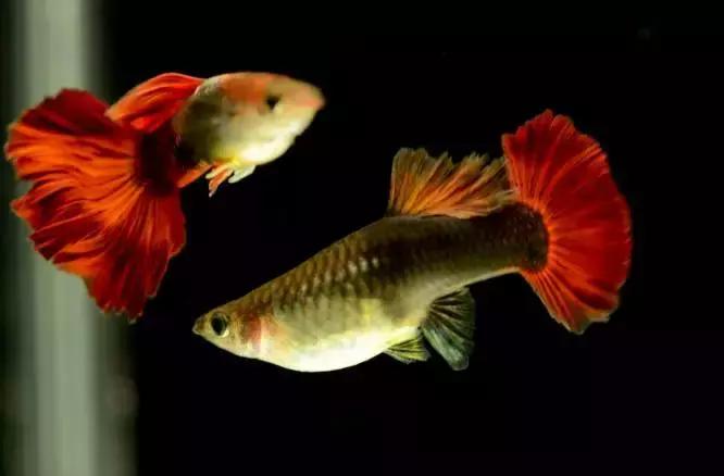 全红孔雀鱼饲养难度,用收纳箱饲养孔雀鱼