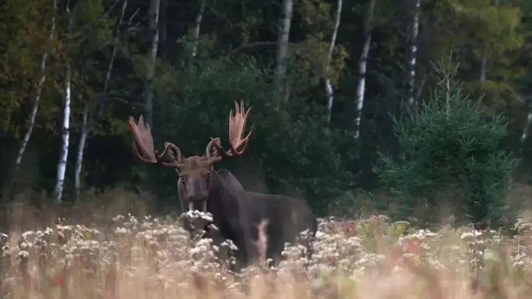 必看bbc10部地理纪录片,bbc十部顶级纪录片