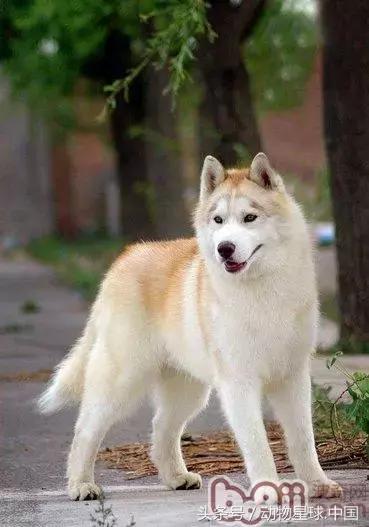 锋哥狗狗,狗狗毛发干枯无光泽吃什么