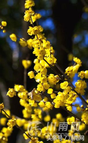 泸州看腊梅,又是一年赏梅季泸州梅花哪里赏