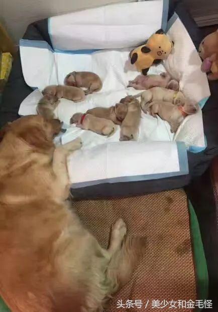 狗妈妈在生产后需要关注哪些,狗第一次分娩前兆