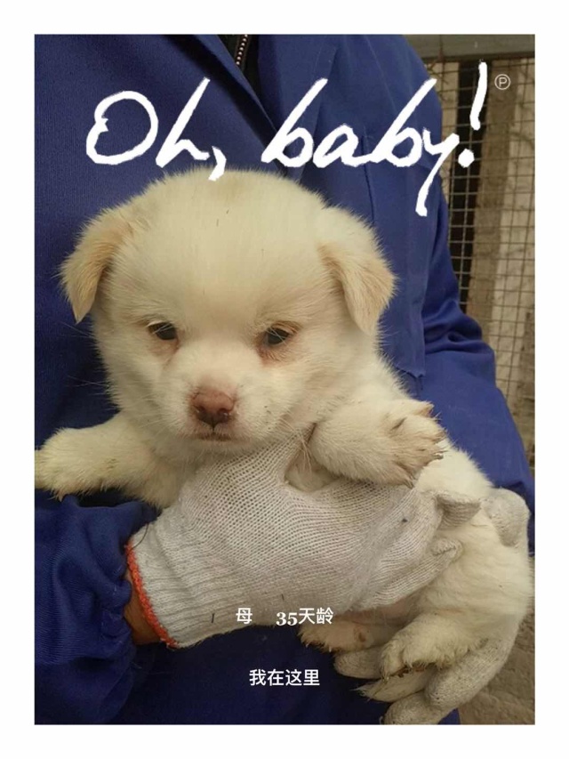 家有一群小精灵,有一群小精灵