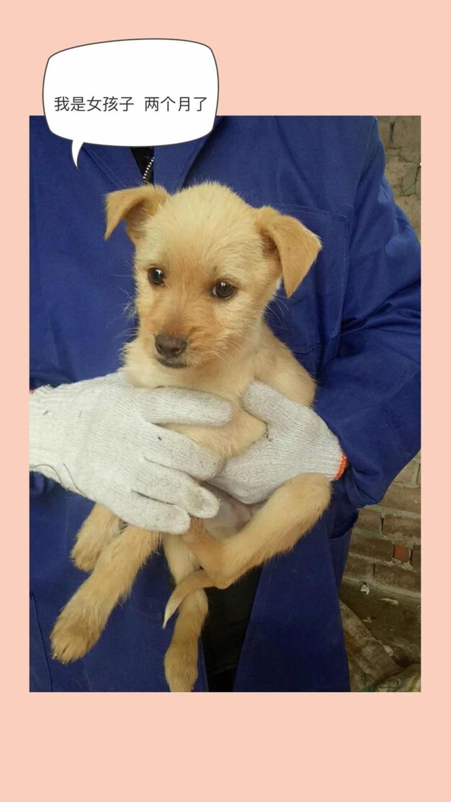 家有一群小精灵,有一群小精灵