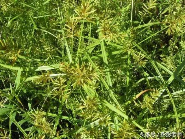 每日一学草药香附,跟名师学中医一日五练书籍