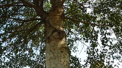 百年老树开枝散叶带出扶贫大产业,百年老树开枝散叶带出扶贫产业