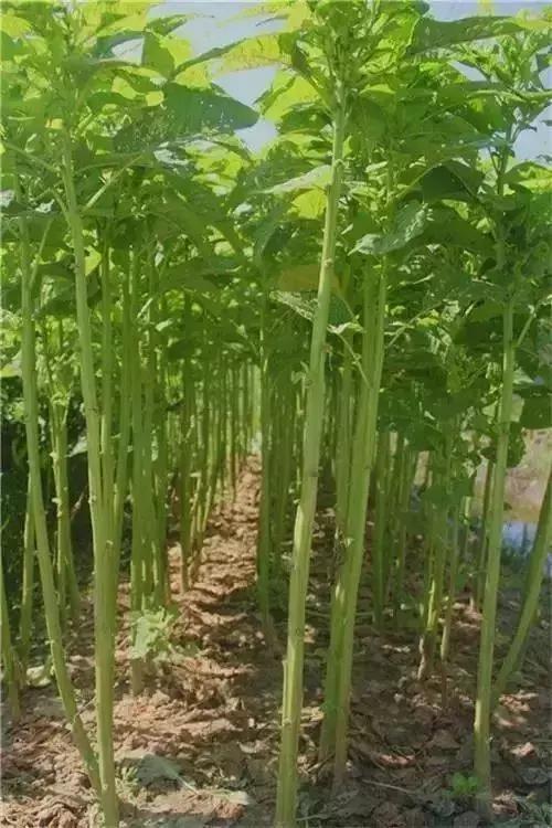 人情味浓厚的中国人,一个臭味相投的人