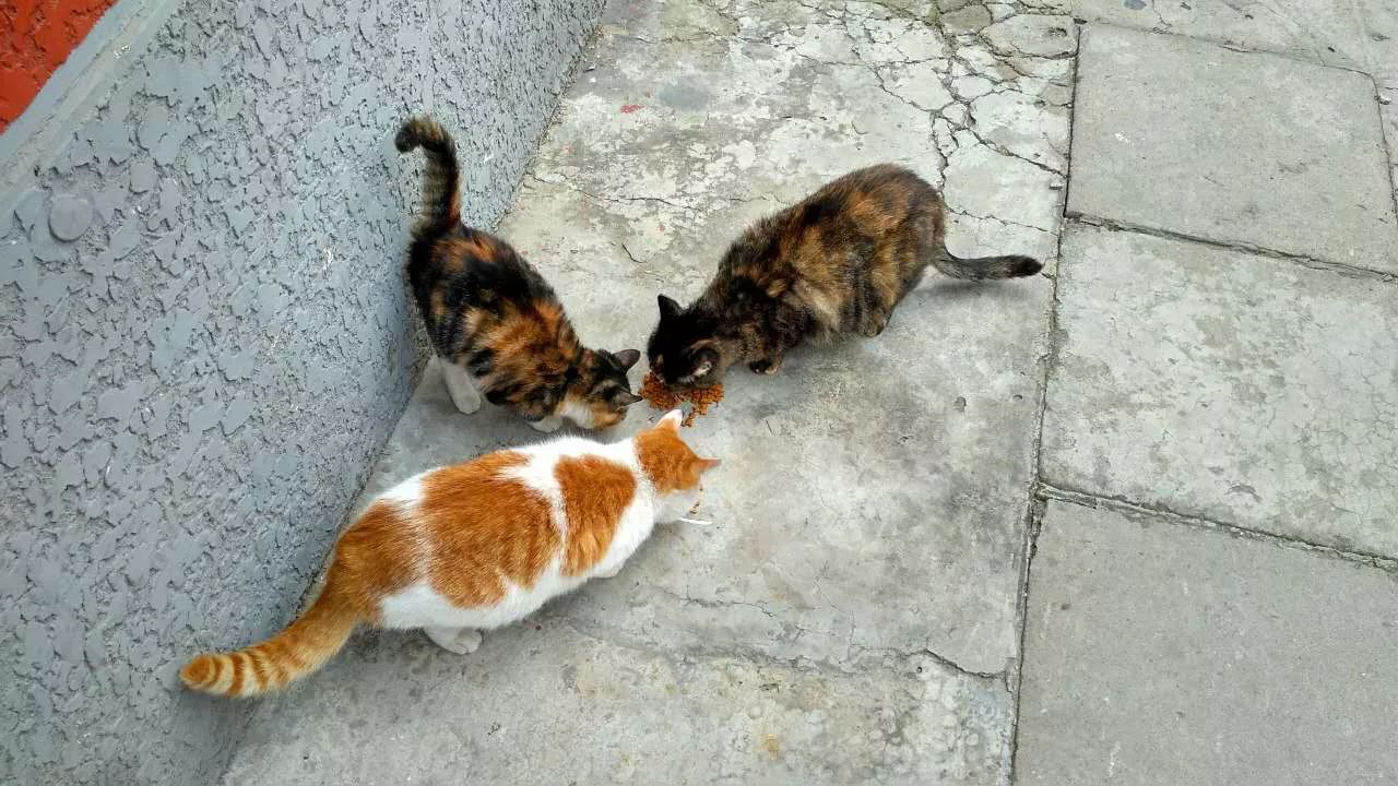 我们留在北京｜搬家浮生4记