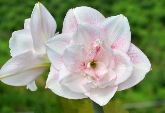 怎么养朱顶红球会变大施什么肥,夏韵养朱顶红的经验