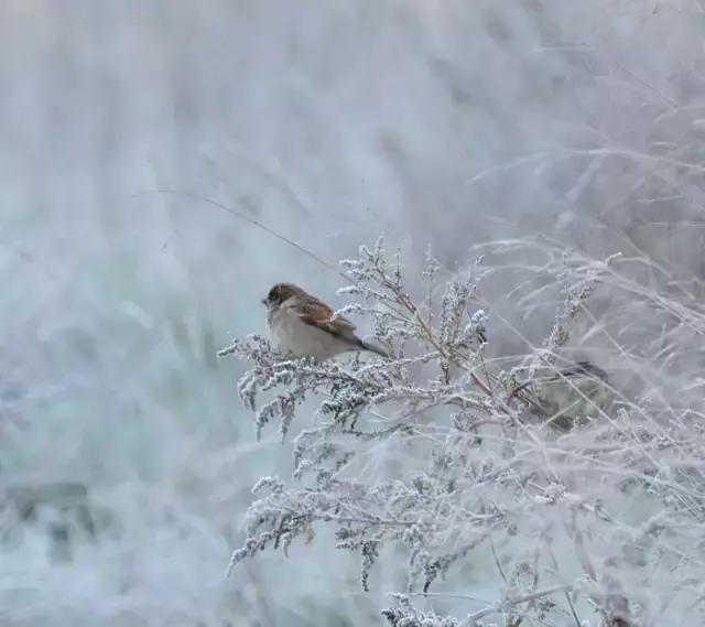 腊八十首经典诗词,赞美腊八饭的诗