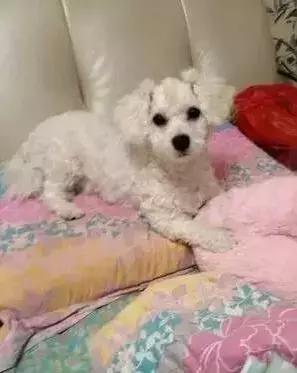 劣质狗粮狗吃了不良反应,劣质狗粮吃了短期内会出问题吗