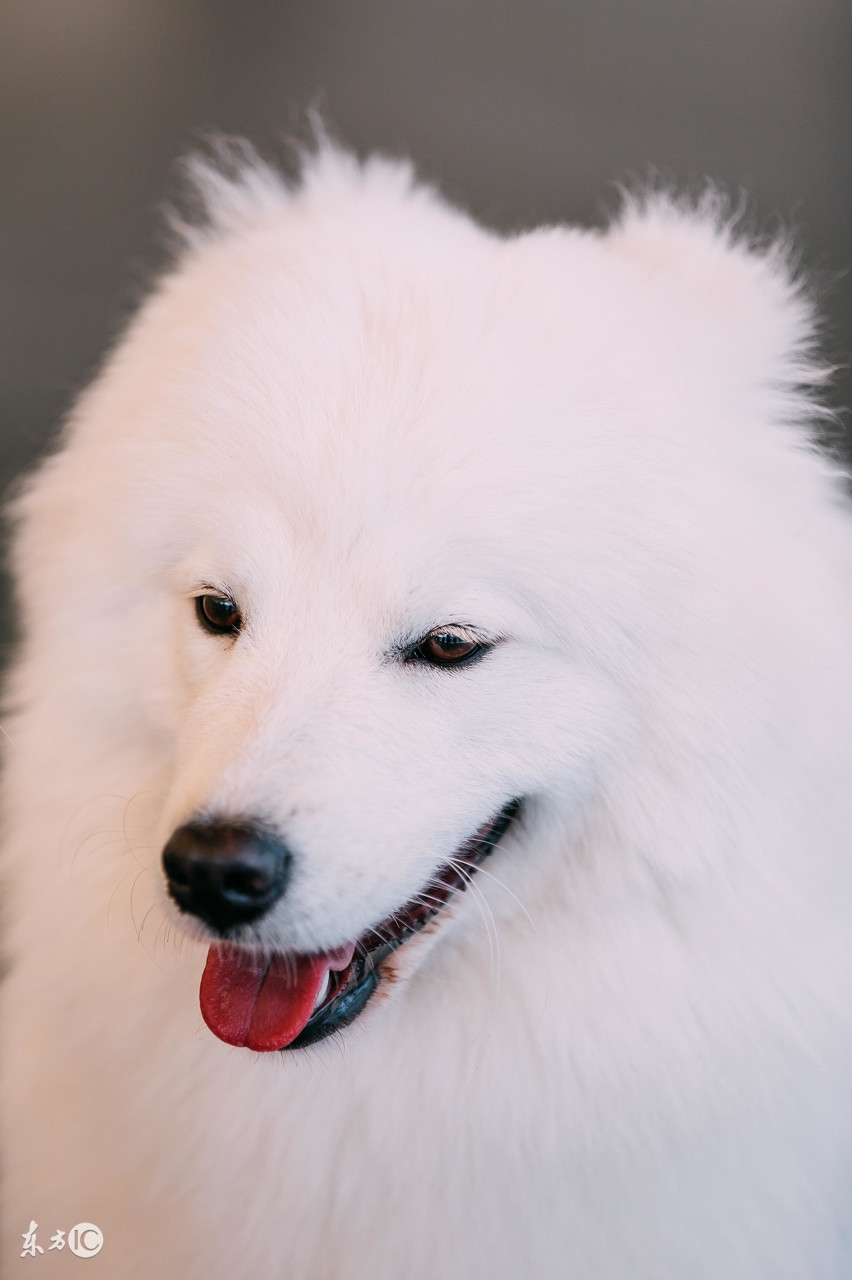 雪橇三傻萨摩耶,雪橇三傻哈士奇和阿拉斯加萨摩耶