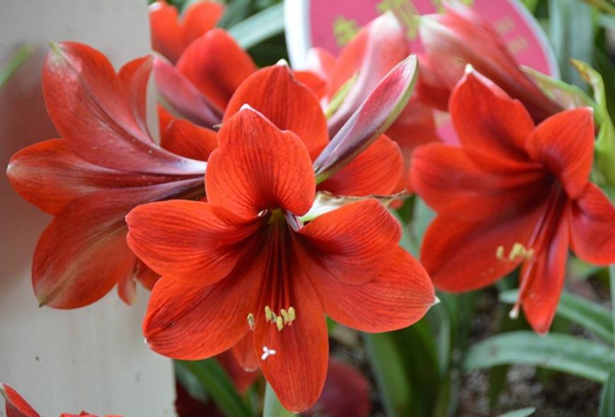 怎么养朱顶红球会变大施什么肥,夏韵养朱顶红的经验