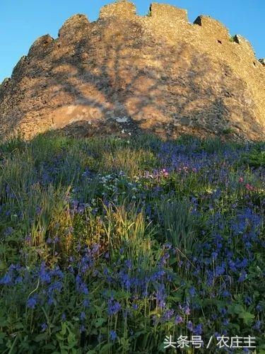 两位英国园艺师却将他们最好的作品留给了自己