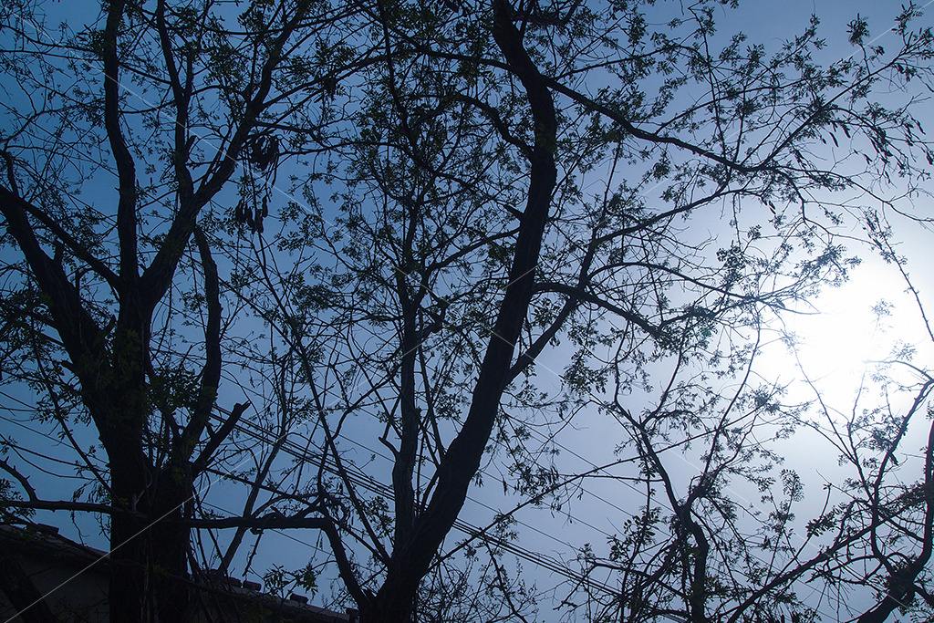 百年老树开枝散叶带出扶贫大产业,百年老树开枝散叶带出扶贫产业