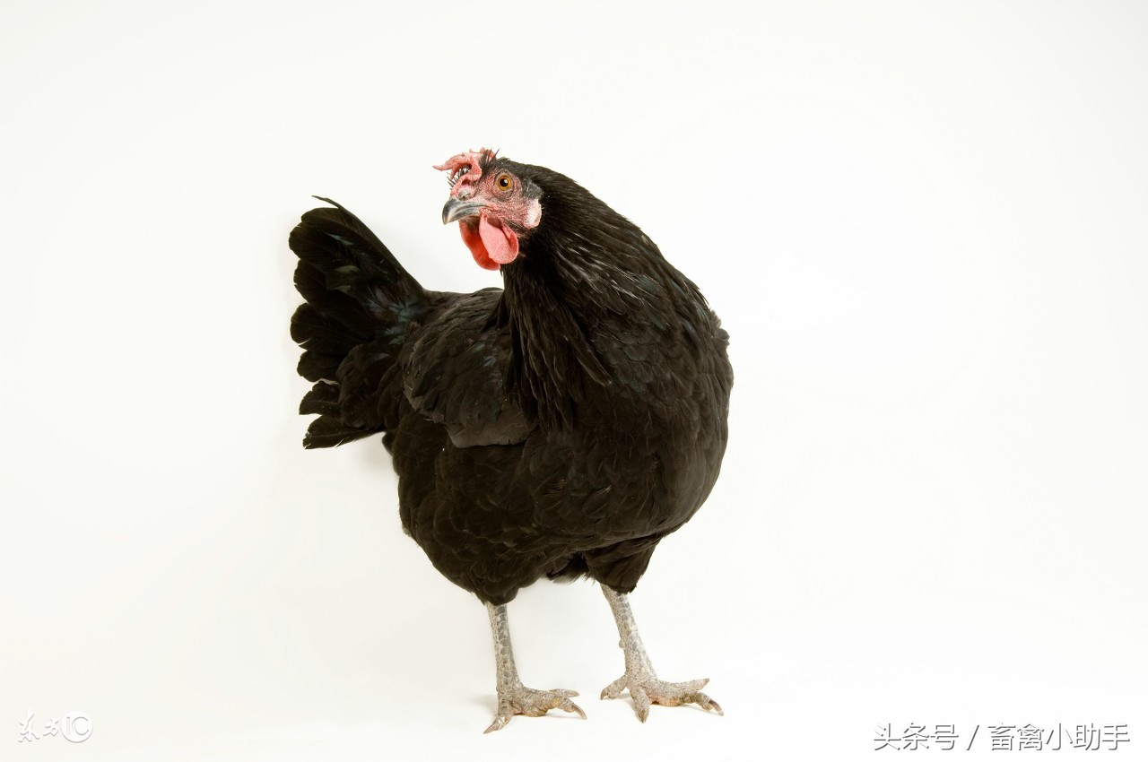 鸡出现啄肛不要慌，掌握这几点很受益