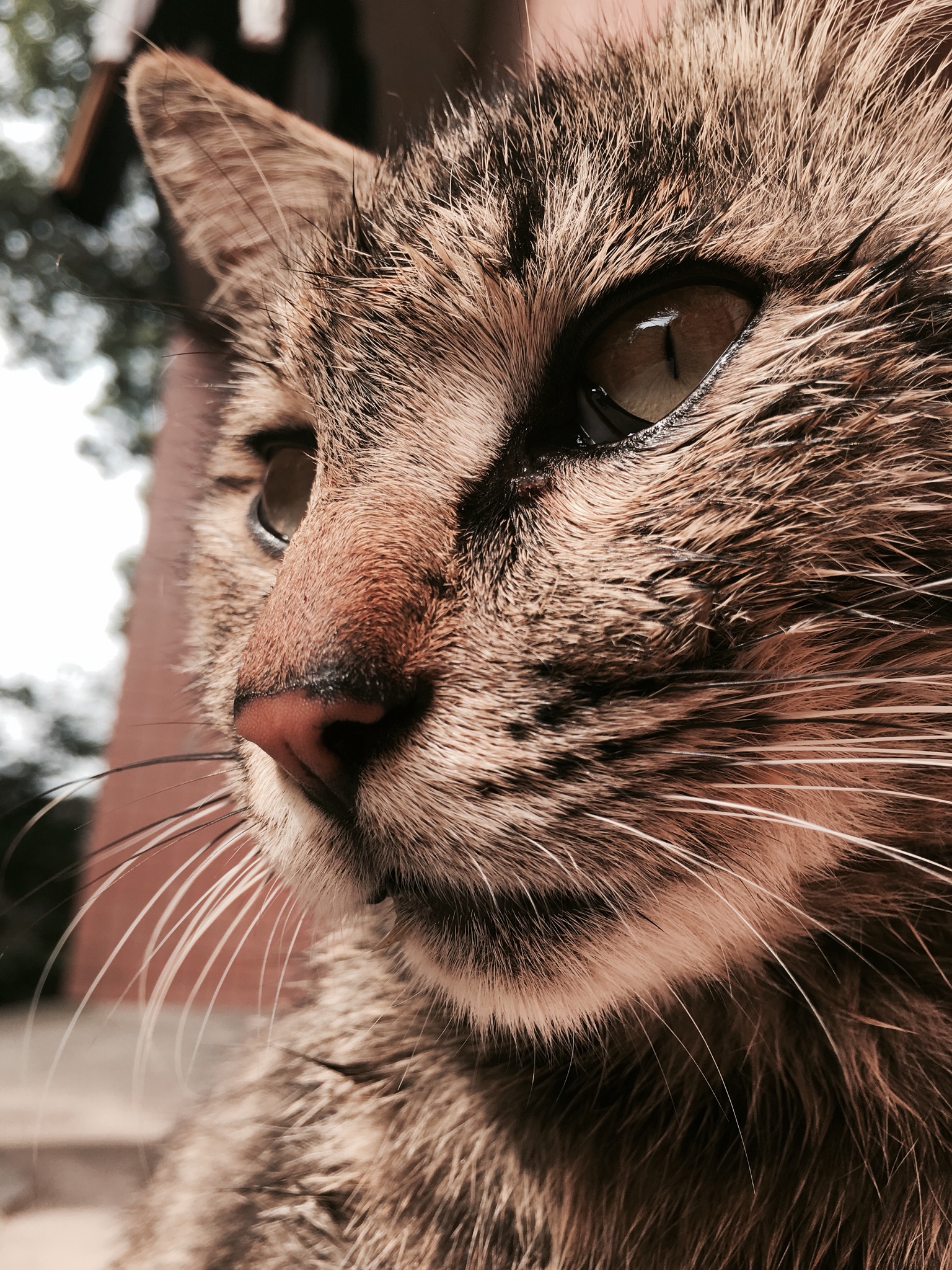 手机拍出背景虚化的视频,华为手机怎么拍出虚化背景