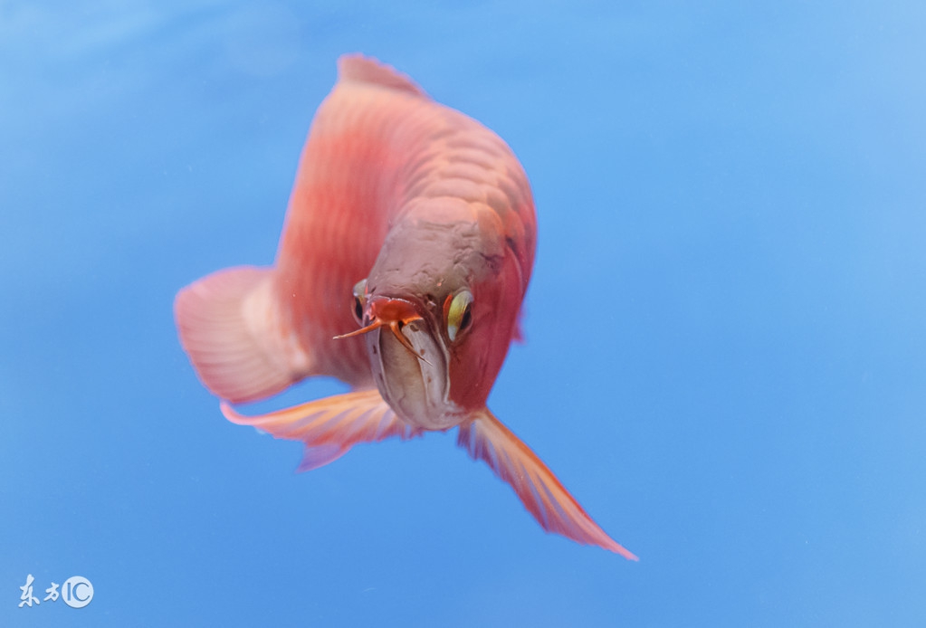 龙鱼单侧掉眼解决方法,龙鱼掉眼自己能恢复吗