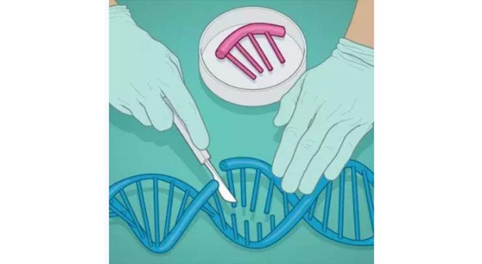 二型糖尿病基因疗法,基因疗法再生视神经