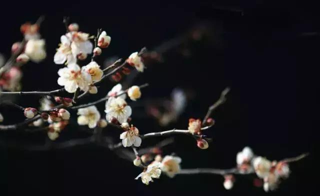 腊八十首经典诗词,赞美腊八饭的诗