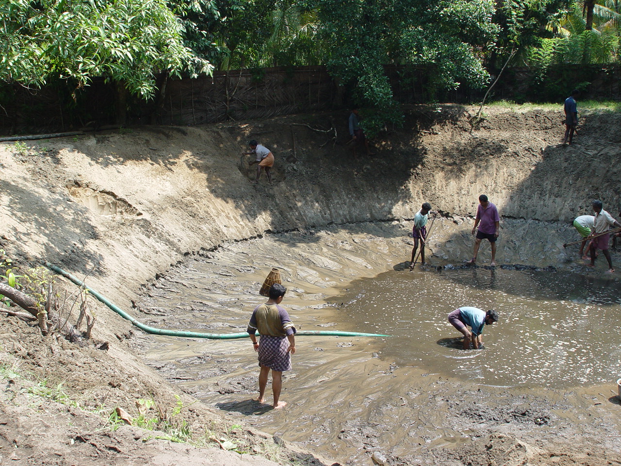 水产养殖鱼病防治技术,池塘鱼病小妙招