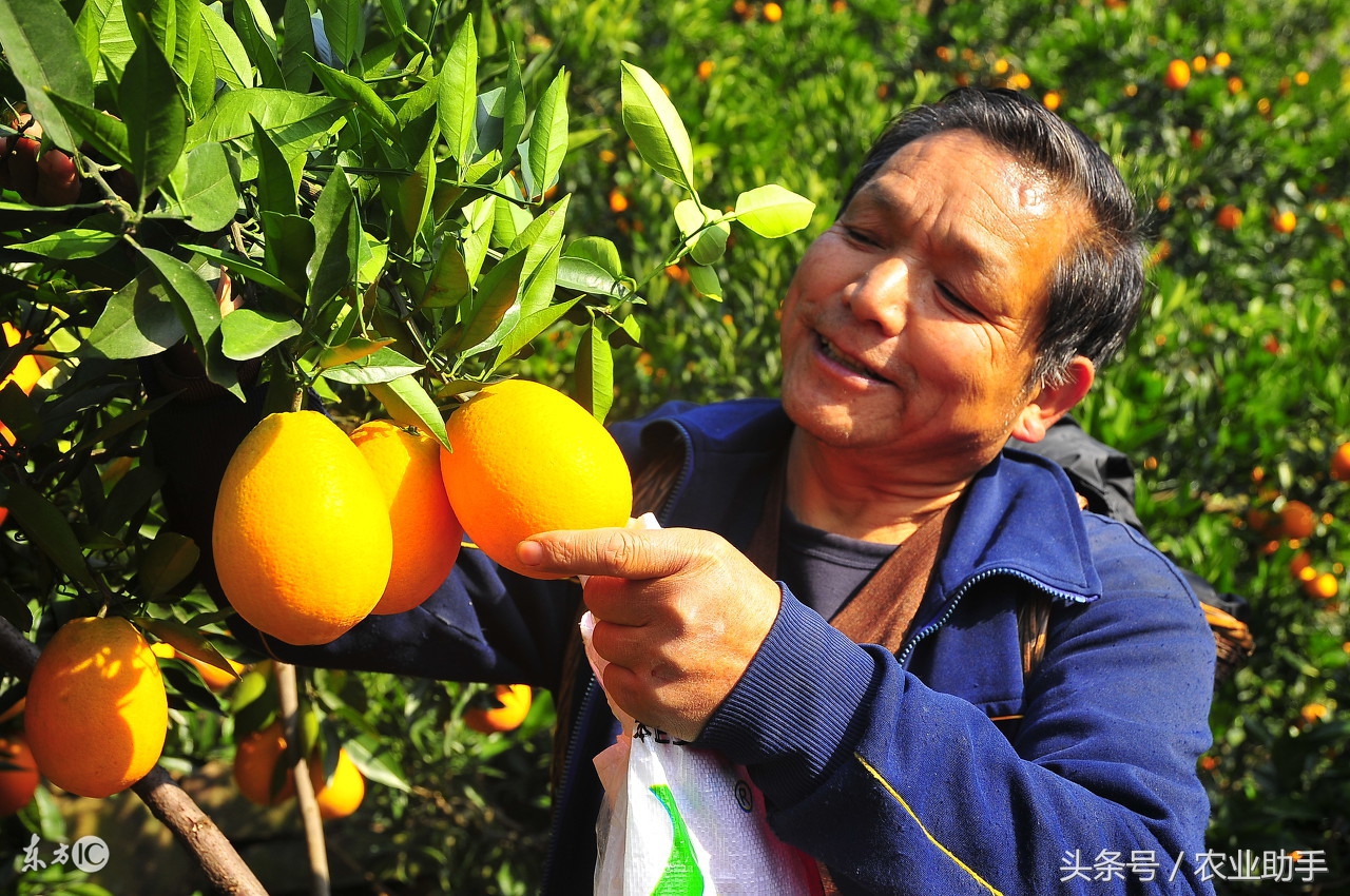 请珍惜每颗橙子,请珍惜每一杯鲜榨果汁