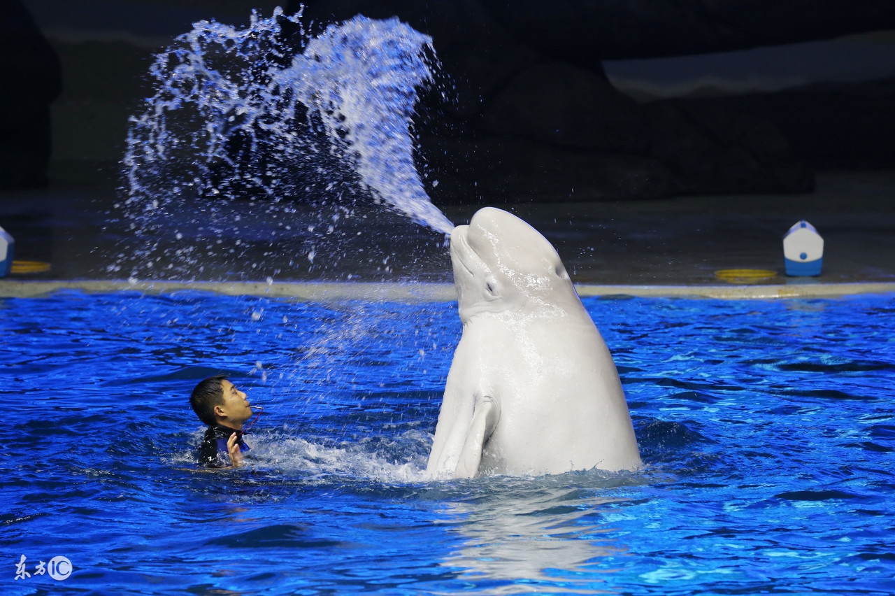 今天，我们来说一说，那些年的那些，“混血”动物