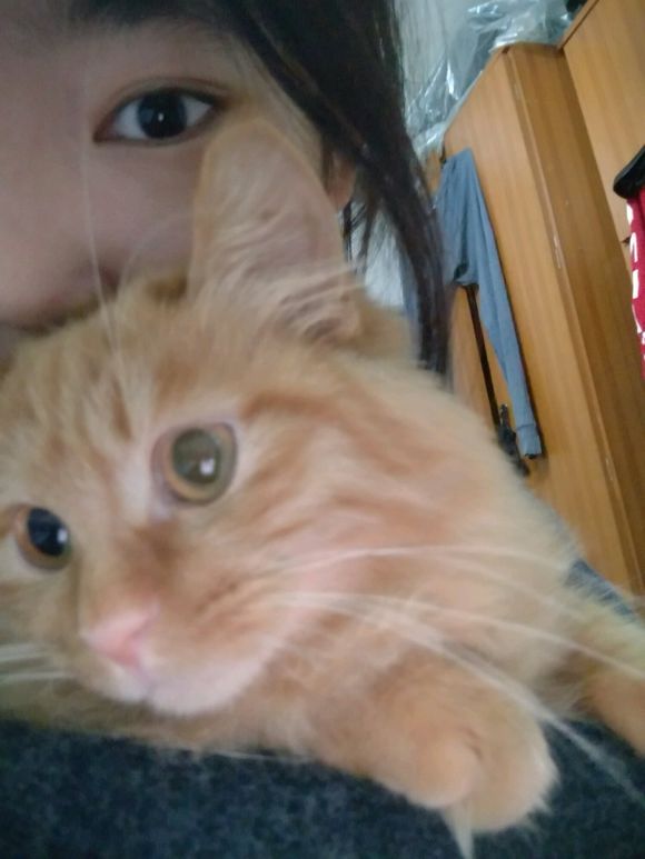 救助流浪猫导致感染猫瘟,救助猫瘟的猫咪