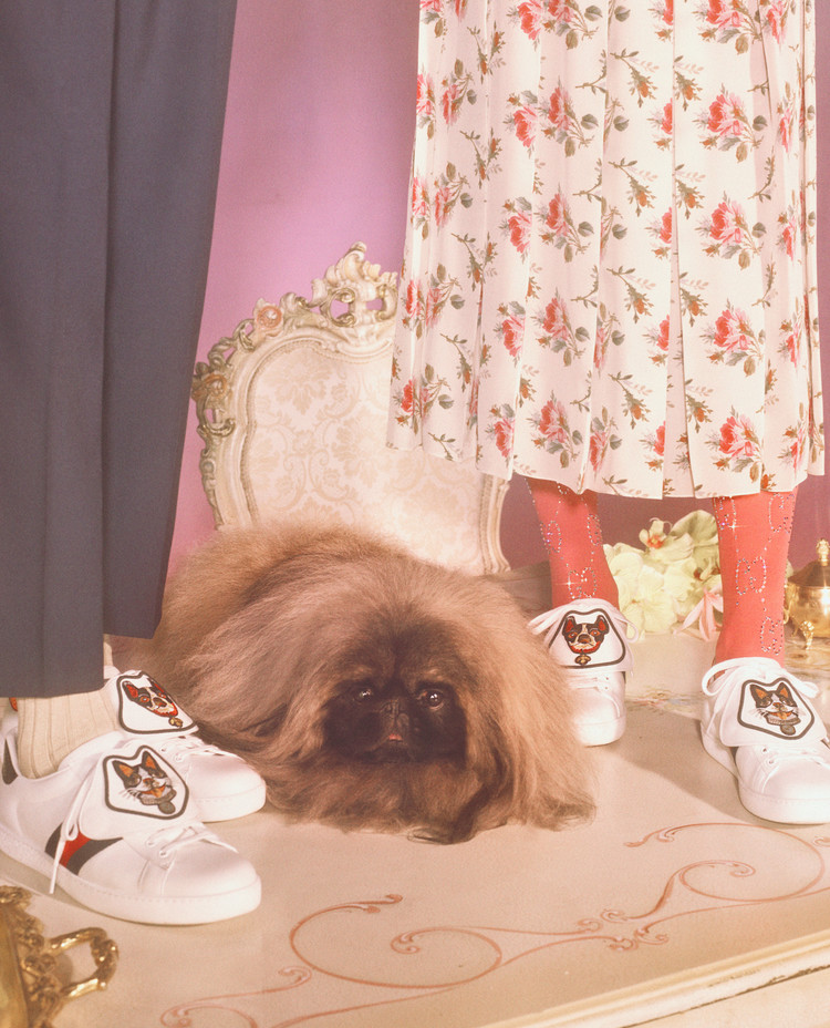 古驰小狗短袖,古驰小狗