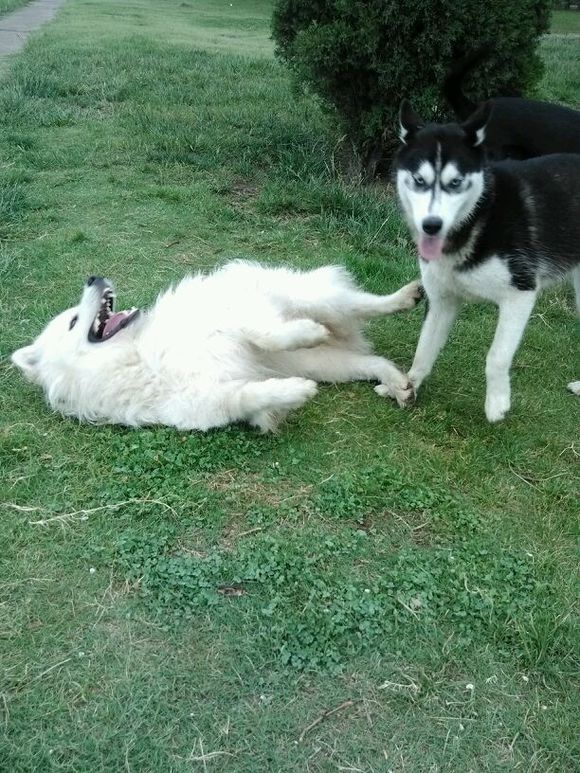 一起长大的猫咪和狗狗,和萨摩耶一起养大的哈士奇