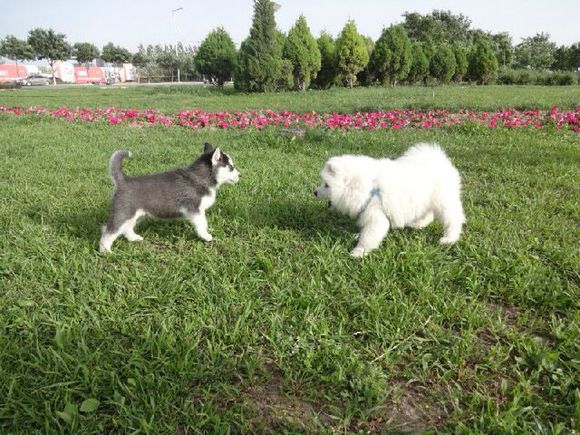 一起长大的猫咪和狗狗,和萨摩耶一起养大的哈士奇