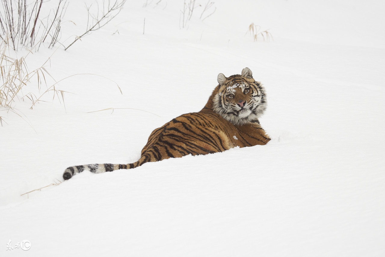今天，我们来说一说，那些年的那些，“混血”动物