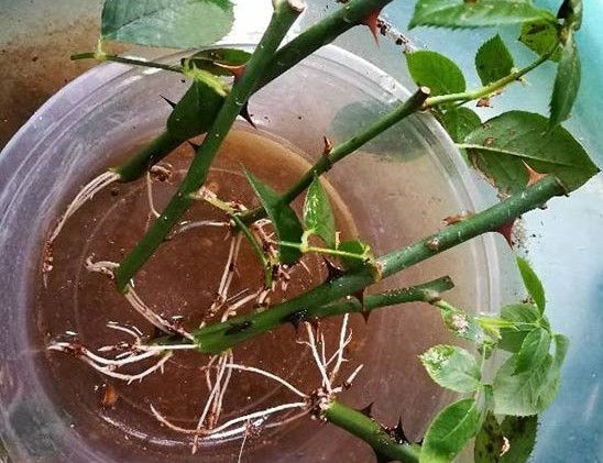 月季扦插时遇到假活怎么处理,月季扦插假活