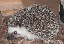 刺猬的医用知识,关于刺猬的科普知识