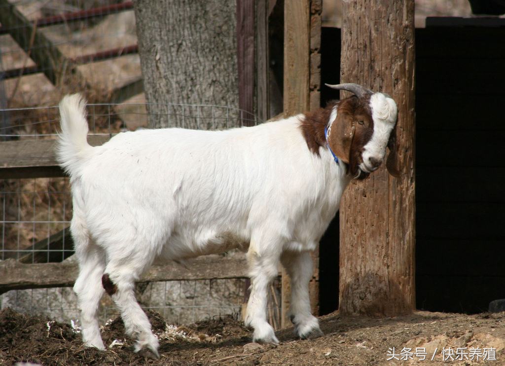 为啥养羊的都亏钱,放弃百万年薪创业靠谱吗