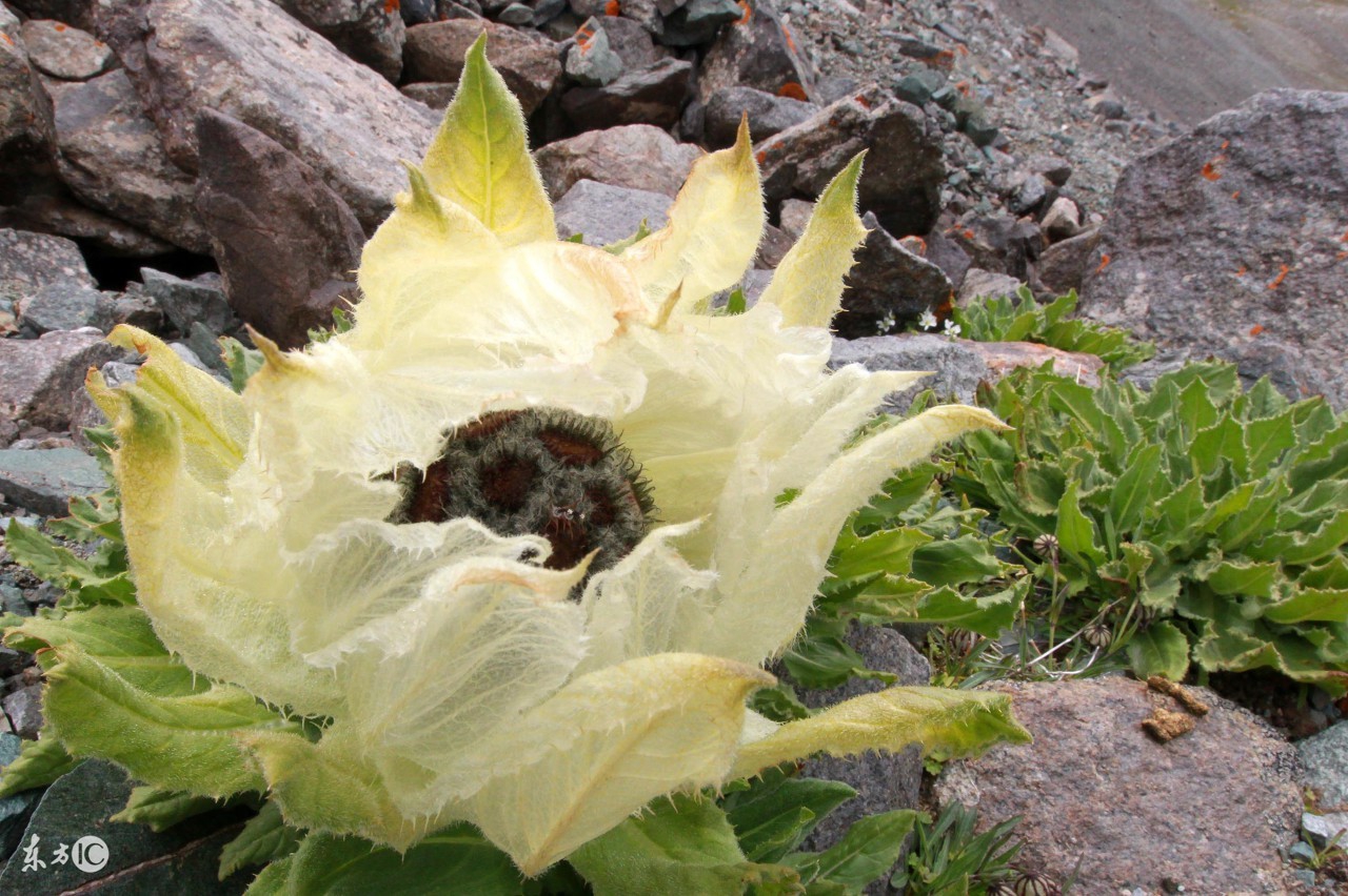 天山脚下的雪莲难得一见,天山雪莲是真的稀有
