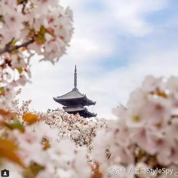 杨树林哑光口红推荐,杨树林口红哪个色号适合黄干皮