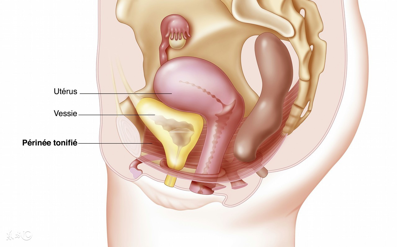 为什么喝水会频繁去厕所,为啥喝水后一直上厕所