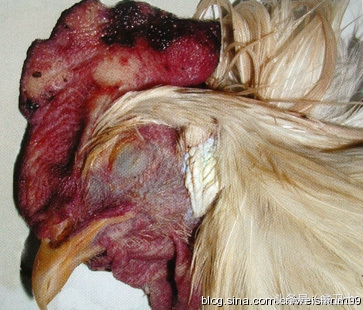 鸡肿头肿脸的原因及治疗方法,鸡肿头肿脸肿是怎么回事