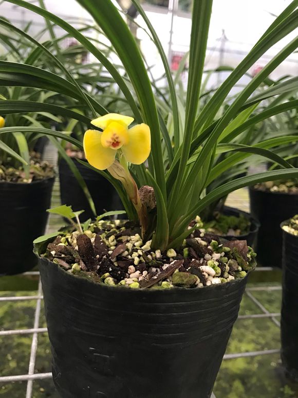 这五种花不能养,如何给兰花施肥的正确方法