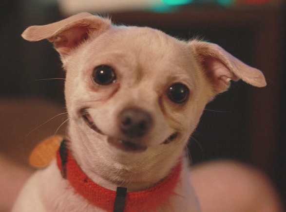 狗狗太贪吃怎么训练,狗狗太贪吃了看什么都吃