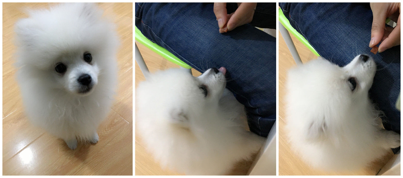 狗狗太贪吃怎么训练,狗狗太贪吃了看什么都吃