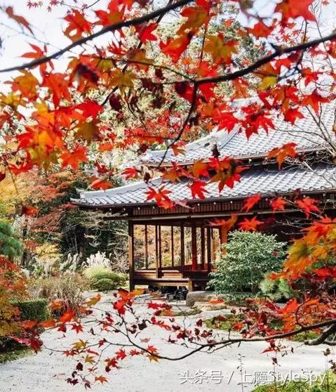 杨树林哑光口红推荐,杨树林口红哪个色号适合黄干皮